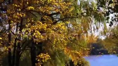 秋天的<strong>黄</strong>树，树上的叶子在公园的树枝上，靠在<strong>河边</strong>或湖边